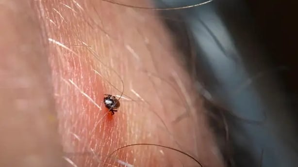 Get checked if you think you have been bitten (Alamy/PA)