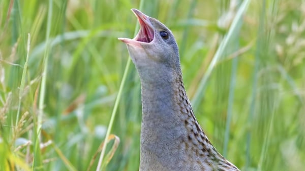 A corncrake was spotted on Oileáin Árann for the first time in 25 years (file image)