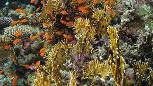Naturefile - Cold water coral reefs