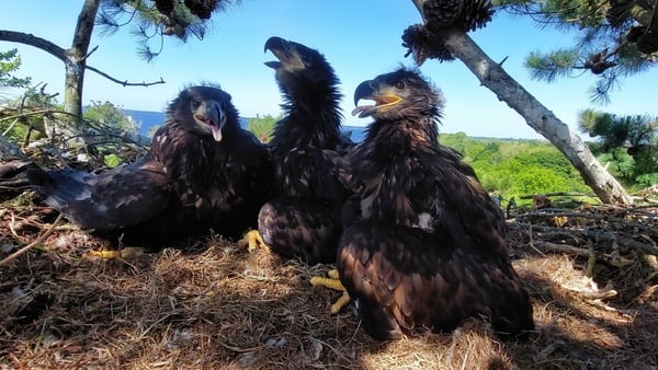 White-tailed-eagle chicks were released into the wild in Killarney, Co Kerry