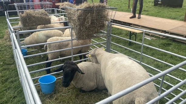 The sheep section has increased to over 920 this year