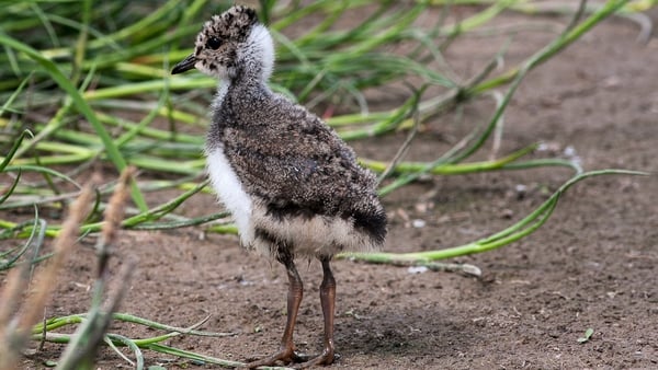 There are now 77 Lapwing nests at the Cooldross Lagoon in Co Wicklow (file image)