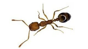 Naturefile - Ants