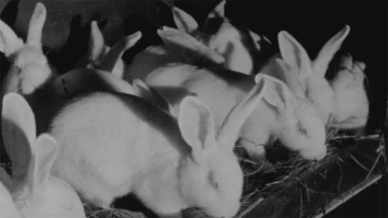 Rabbit Farming, 1963