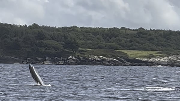 A breaching Northern bottlenose whale in Bantry Bay, Co Cork (Pic: Aoife Curran)