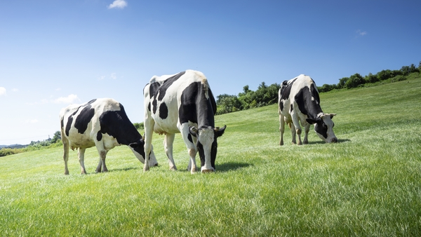 Multispecies swards produce more fodder for livestock