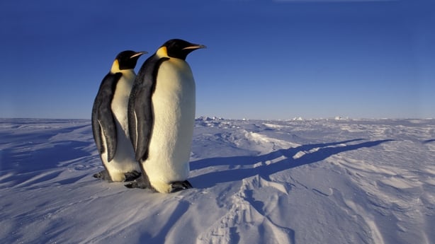 One of Antarctica's Largest Emperor Penguin Colonies Has Suffered Three  Years of 'Catastrophic' Breeding Failures, Smart News
