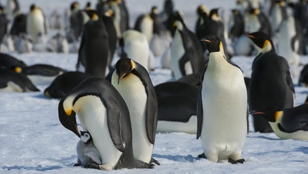Emperor penguins breed and raise their young almost exclusively on sea ice during the depths of the Antarctic winter (File photo)