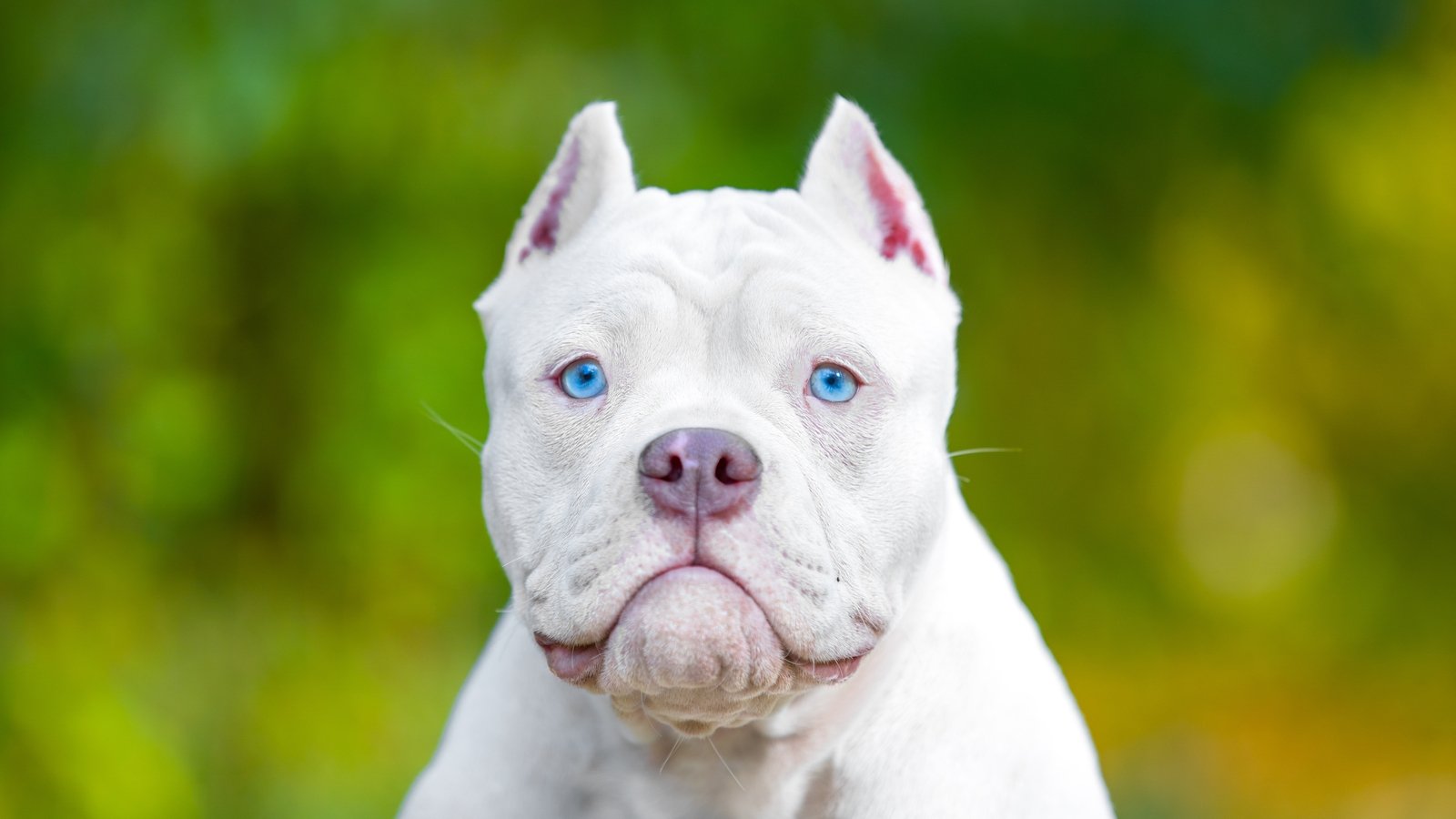 Jail And Fines For mutilation Of Cropping Dogs Ears