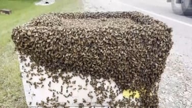 Five million bees rescued after falling off truck in Canada