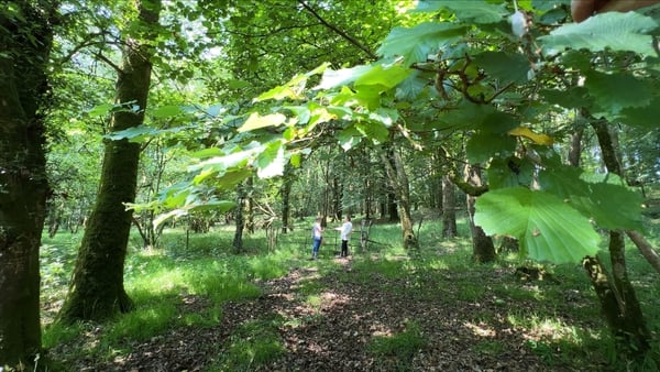 Native forest in Aughrim, Co Wicklow (file image)