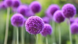 Naturefile - The Colour Purple