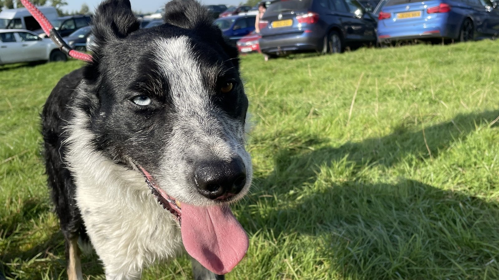 International sheepdog trials get under way in Wicklow
