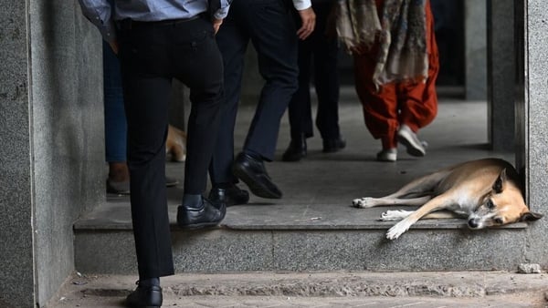People walk past a street dog taking a nap in a pedestrian area in New Delhi