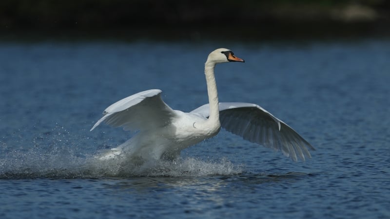 Mute Swans are not so mute after all