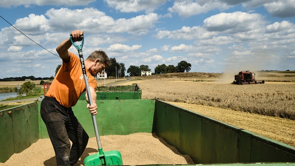 A Polish farmer loads harvested wheat grain into a trailer in Torun, central Poland