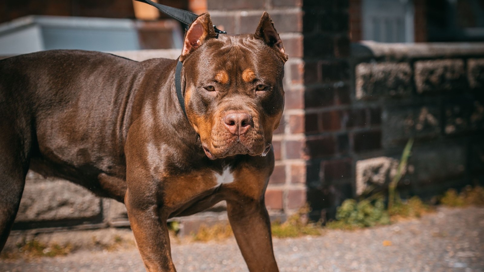 Dangerous Dogs: Should American Bully dogs be banned? 