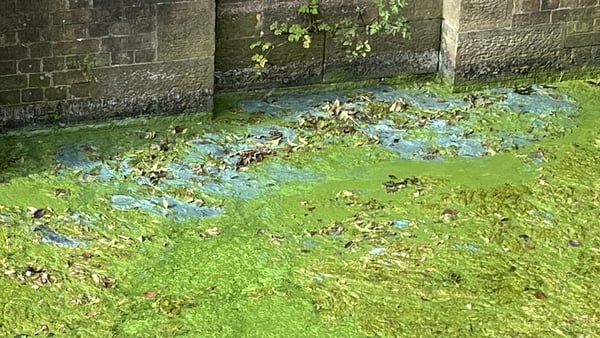 Noxious blooms covered large parts of the lake last summer