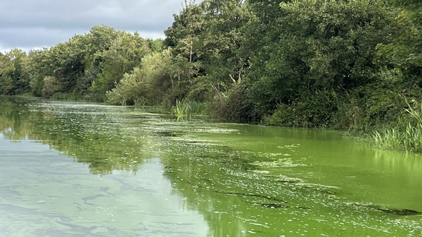 The water is heavily polluted with a toxic algae which poses a danger to animals and human health