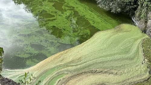The lough, which produces more than 40% of Northern Ireland's drinking water, has been heavily polluted with cyanobacteria, which is poisonous for humans and animals, since May