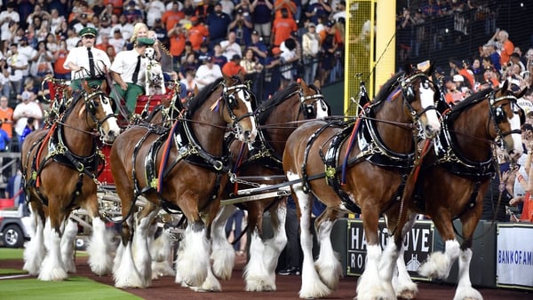 The Budweiser Clydesdales at a game between the Chicago White Sox and the Houston Astros in Houston, Texas