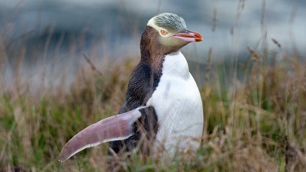 There are about 2,400 yellow-eyed penguins left, according to estimates by New Zealand's Department of Conservation
