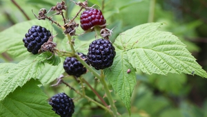 Blackberry picking