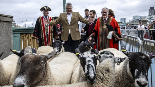 Irish chef Corrigan herds sheep over bridge in London