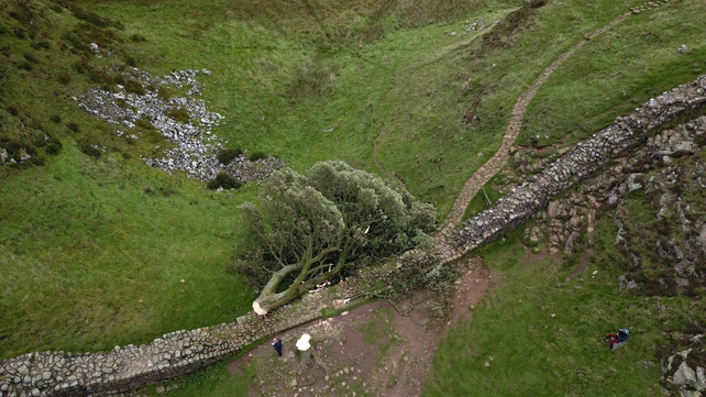 In September the Sycamore Gap tree, one of the UK's most photographed trees, was felled overnight. Police said that the incident was a deliberate act of vandalism, four people were arrested in connection to it.