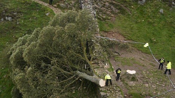 The much-photographed tree stood next to Hadrian's Wall for 200 years