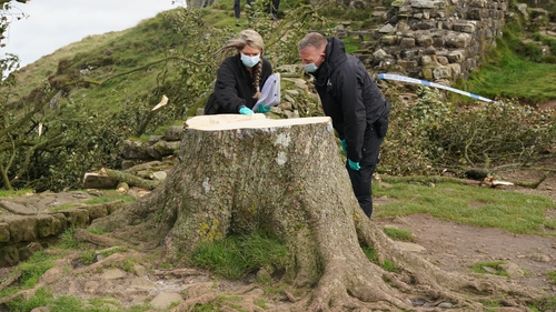 Police examine the base of the tree beside Hadrian's Wall
