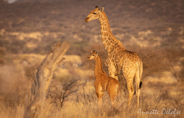 Spotless All-Brown Baby Giraffe Spotted In The Wild In Namibia