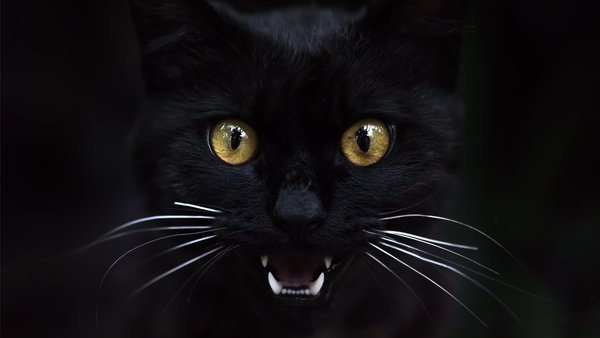 Yeah, I'm a black cat, what about it? Photo: Getty Images