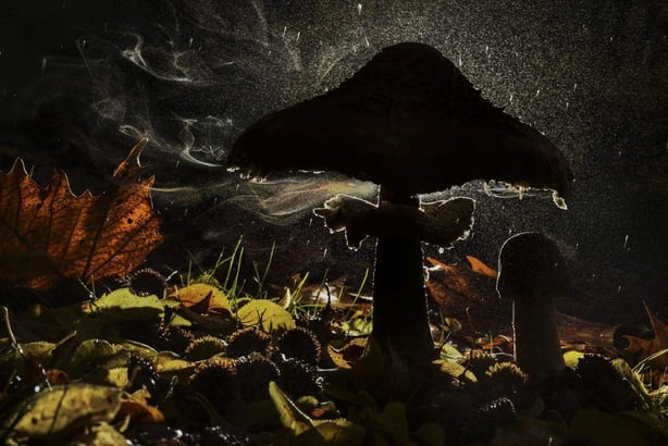 he parasol mushroom spreads its spores on air currents in search of new places to grow (Agorastos Papatsanis/Wildlife Photographer of the Year/PA)