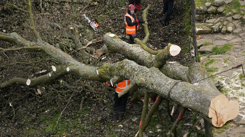 Felled Hadrian's Wall tree to be removed by crane