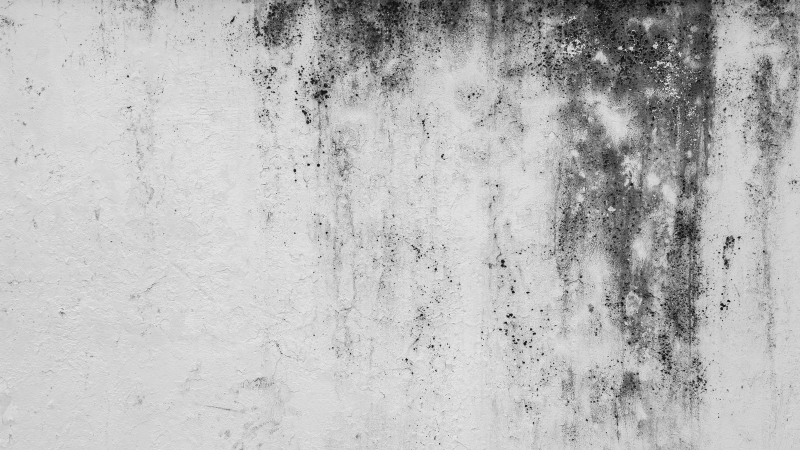 Family living in council flat 'unfit' for habitation