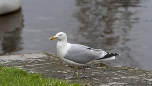 A tap-dancing Herring Gull in Fairview Park