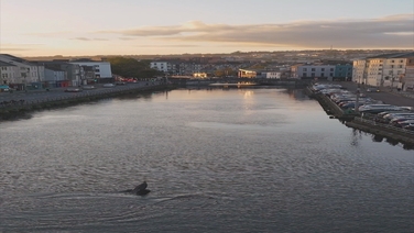 A pod of dolphins swim down the River Lee