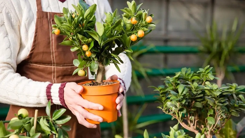 Make sure you look after your plants this winter by bringing them in from the cold (Alamy/PA)