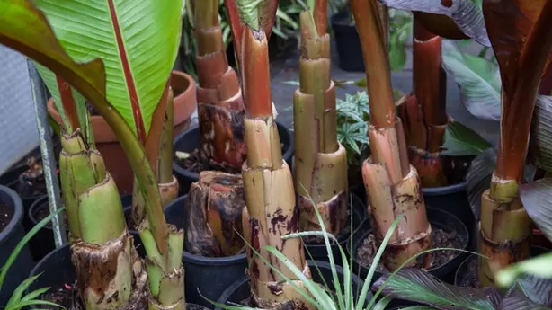 Small banana plants can be moved inside (Alamy/PA)