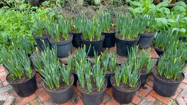 Daffodils growing in a greenhouse (Alamy/PA)