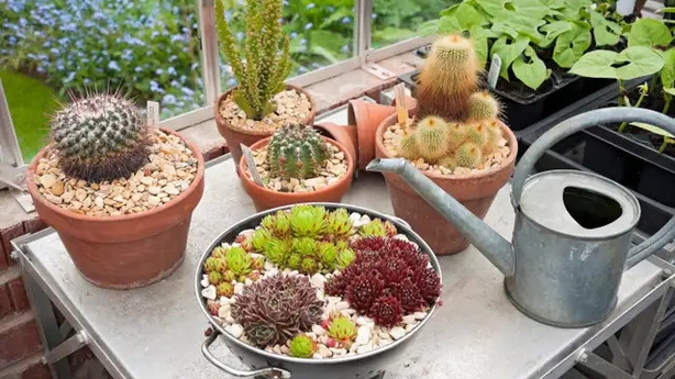 Keep alpines inside from the rain (Alamy/PA)