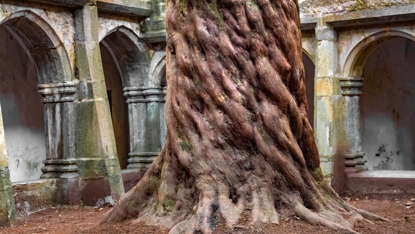 Striking old yew tree in the central courtyard of the ruins of the Muckross Abbey, founded in 1448 as a Franciscan friary. Killarney National Park, County Kerry, Ireland. Photo: Getty Images