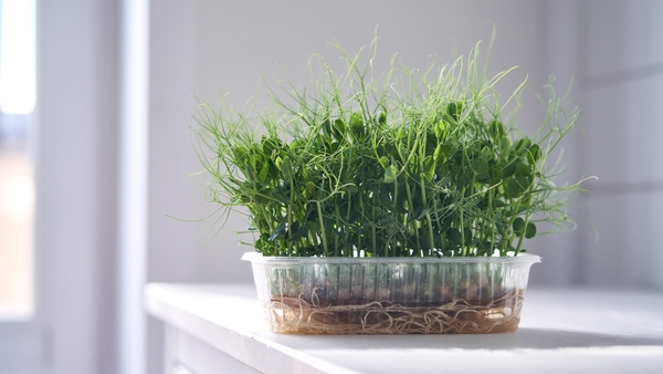 Micro-greenery of peas: There are now a growing number of horticultural businesses operating at a significant commercial scale to deliver a wide variety of microgreens to the market. Photo: Getty Images