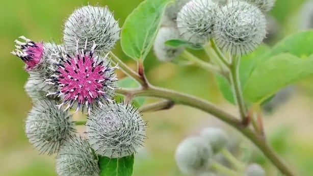 Great burdock (Alamy/PA)