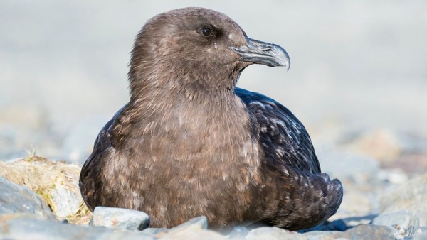 Samples taken from brown skua seabirds after they died in the Antarctica region came back positive for bird flu