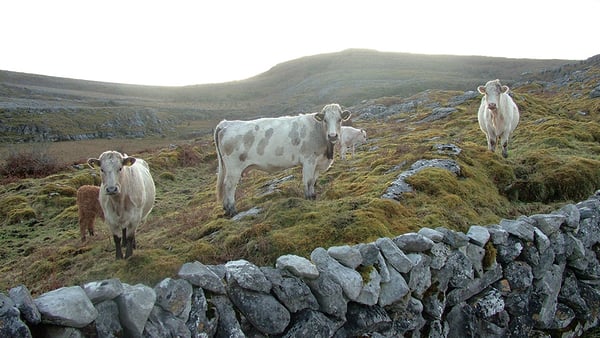 Cattle grazing in the Burren. Photo: Brendan Dunford