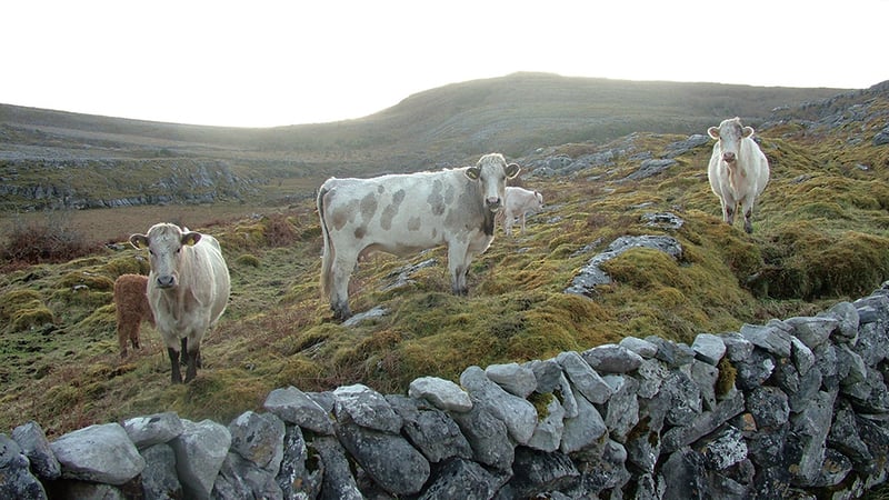 The successful 'back to basics' approach of farming in The Burren - podcast episode cover