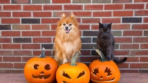 Preparing Your Pet For Halloween