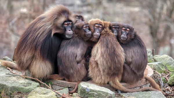 In almost all of the interactions, the baboons selected 'the image that rewarded them both' (Stock image)
